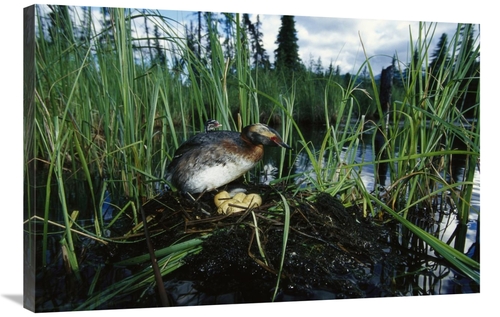 Global Gallery GCS-451916-2436-142 24 x 36 in. Horned Grebe with Chick