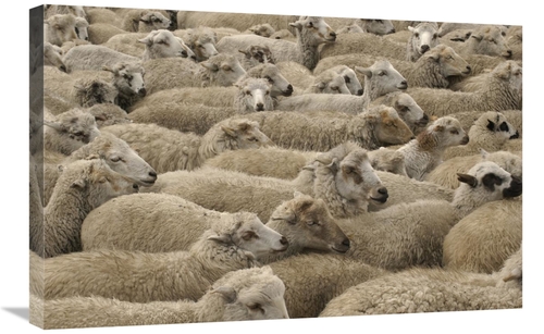 Global Gallery GCS-453137-2030-142 20 x 30 in. Domestic Sheep Herd,