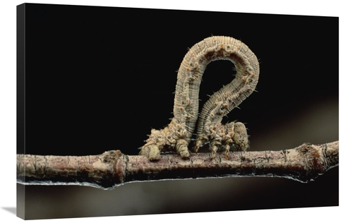 Global Gallery GCS-451021-2436-142 24 x 36 in. Creosotebush Caterpilla