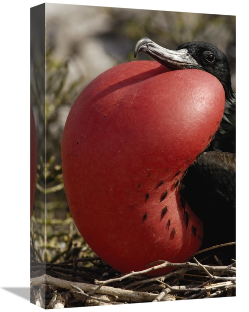 Global Gallery GCS-453054-1218-142 12 x 18 in. Great Frigatebird Male 