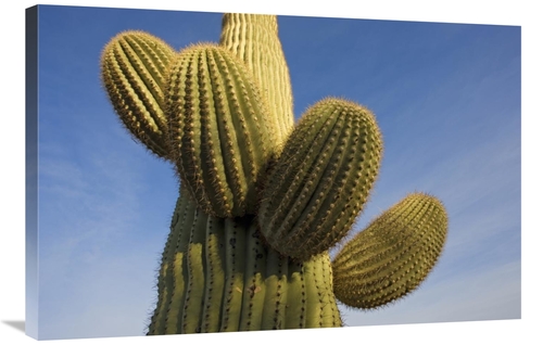 Global Gallery GCS-395311-2436-142 24 x 36 in. Saguaro Cactus, Sag