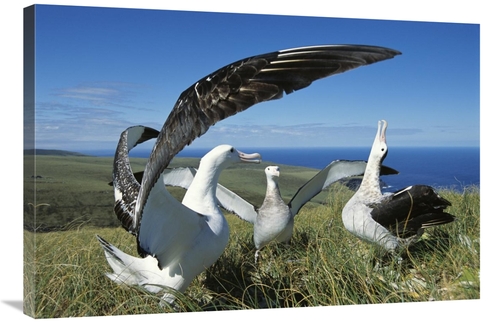 Global Gallery GCS-451603-2436-142 24 x 36 in. Antipodean Albatross Co