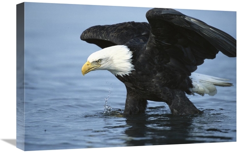 Global Gallery GCS-453292-1624-142 16 x 24 in. Bald Eagle Wading Throu