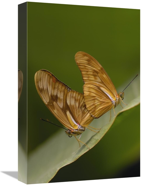 Global Gallery GCS-453092-1218-142 12 x 18 in. Julia Butterfly Pair Ma