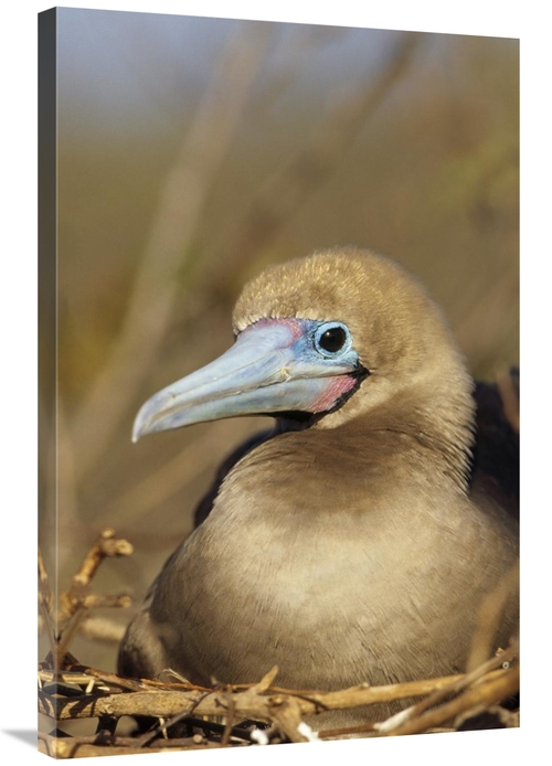 Global Gallery GCS-451296-2436-142 24 x 36 in. Red-Footed Booby Incuba