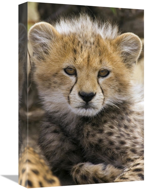 Global Gallery GCS-395838-1218-142 12 x 18 in. Cheetah Ten to Twelve W