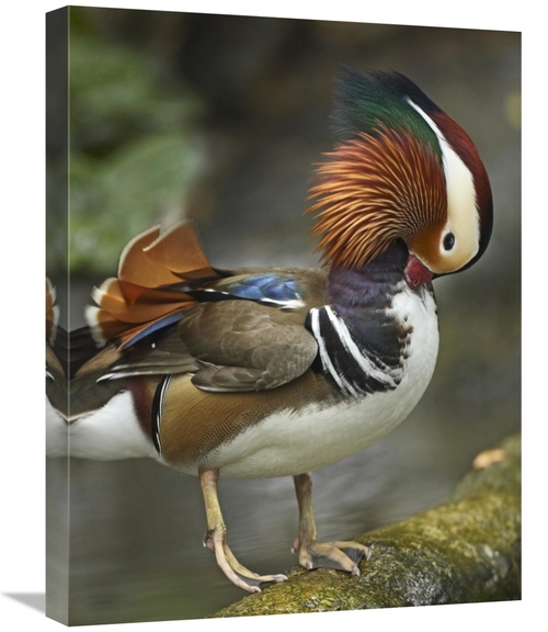 Global Gallery GCS-396467-1824-142 18 x 24 in. Mandarin Duck Male Pree