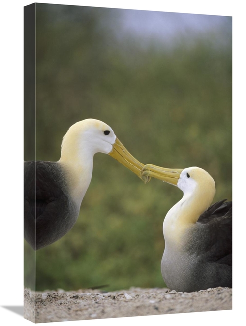 Global Gallery GCS-451409-1624-142 16 x 24 in. Waved Albatross Pair Bo