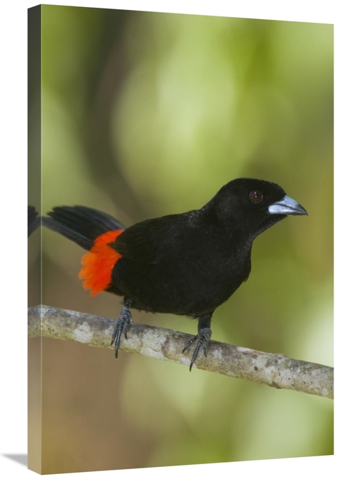 Global Gallery GCS-397301-2030-142 20 x 30 in. Scarlet-Rumped Tanager 
