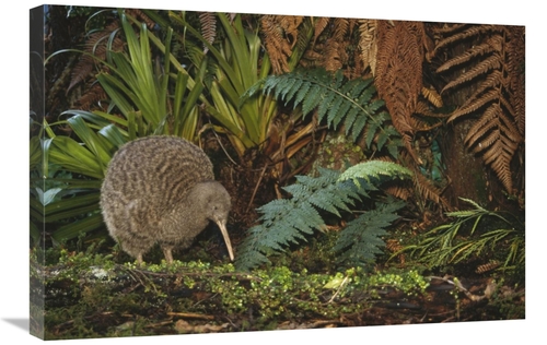 Global Gallery GCS-451213-2030-142 20 x 30 in. Great Spotted Kiwi Male