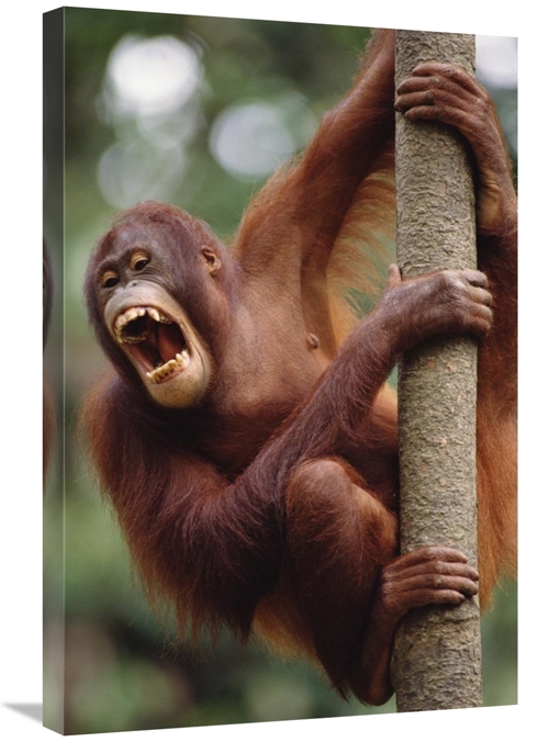 Global Gallery GCS-452768-2030-142 20 x 30 in. Orangutan Hanging on Tr