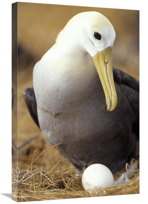 Global Gallery GCS-451404-2030-142 20 x 30 in. Waved Albatross Incubat