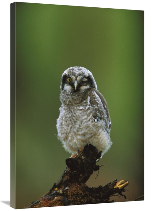 Global Gallery GCS-453322-2436-142 24 x 36 in. Northern Hawk Owl Chick