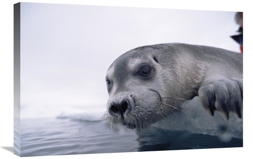 Global Gallery GCS-450937-2030-142 20 x 30 in. Bearded Seal Pup on Ice