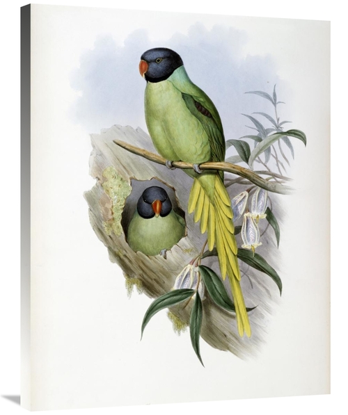 36 in. Slaty-Headed Parakeet Art Print - John Gould