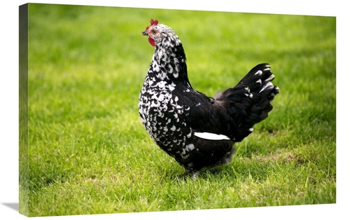 Global Gallery GCS-397528-2030-142 20 x 30 in. Domestic Chicken, G