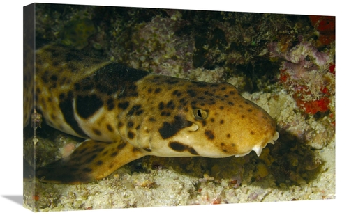 Global Gallery GCS-397586-1624-142 16 x 24 in. Epaulette Shark Portrai