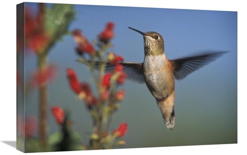 16 x 24 in. Rufous Hummingbird Feeding on the Nectar of A Desert Figwo