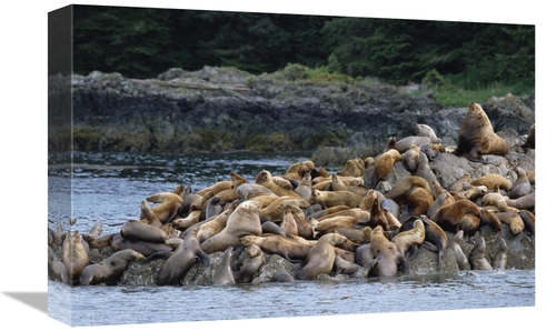 Global Gallery GCS-452542-1218-142 12 x 18 in. Stellers Sea Lions Cong