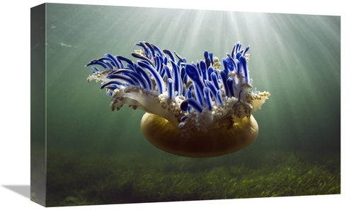 Global Gallery GCS-397919-1218-142 12 x 18 in. Upside-Down Jellyfish&#