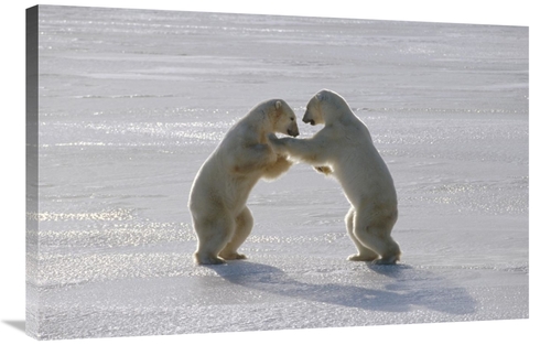 Global Gallery GCS-450939-2436-142 24 x 36 in. Polar Bear Pair Sparrin