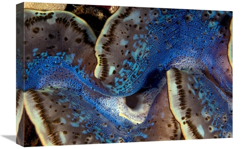 Global Gallery GCS-398221-1624-142 16 x 24 in. Fluted Giant Clam Mantl