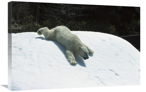 Global Gallery GCS-450827-2030-142 20 x 30 in. Polar Bear Sliding Down