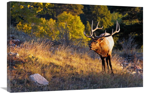 Global Gallery GCS-486412-36-142 36 in. Early Morning Light Art Print 