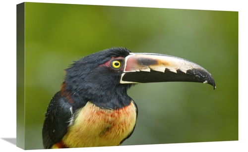 Global Gallery GCS-397260-1624-142 16 x 24 in. Collared Aracari, C
