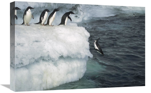 Global Gallery GCS-451719-1624-142 16 x 24 in. Adelie Penguin Leaping 