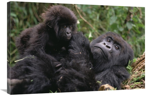 Global Gallery GCS-452813-2436-142 24 x 36 in. Mountain Gorilla Mom & 