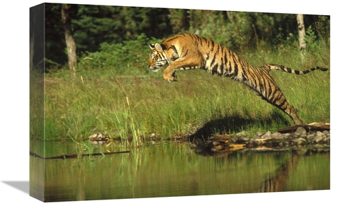 12 x 18 in. Siberian Tiger Leaping Across River, Asia Art Print - 