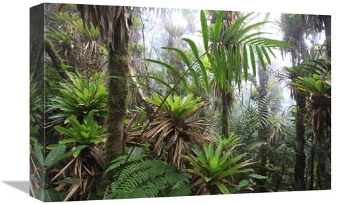 Global Gallery  12 x 18 in. Bromeliad & Tree Fern At 1600 Meters Altit