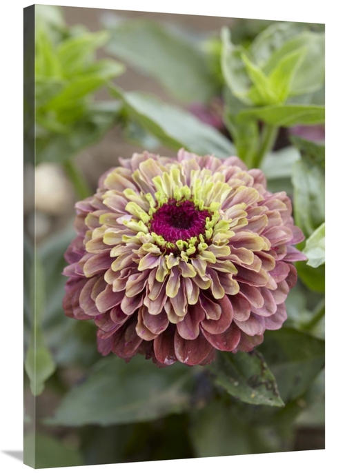 Global Gallery GCS-398398-2436-142 24 x 36 in. Elegant Zinnia Queen Re