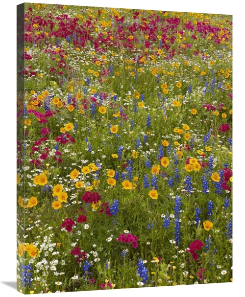 Global Gallery GCS-396383-2432-142 24 x 32 in. Drummonds Phlox & Blueb