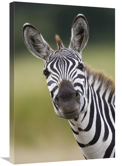 Global Gallery GCS-395810-2030-142 20 x 30 in. Burchells Zebra Portrai