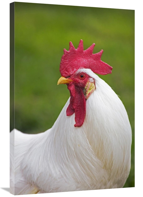 Global Gallery GCS-397529-2436-142 24 x 36 in. Domestic Chicken, W