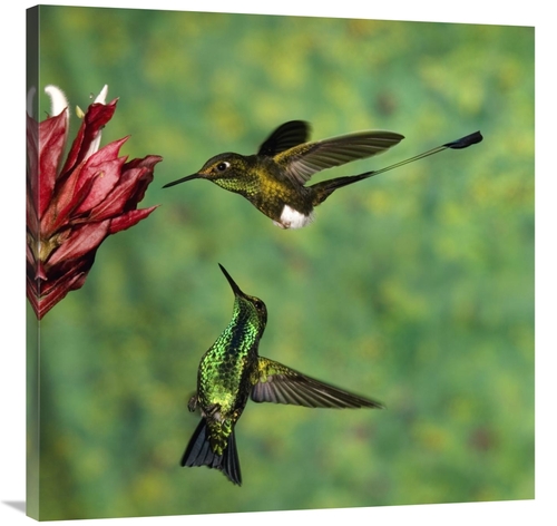 Global Gallery GCS-398300-3636-142 36 x 36 in. Booted Racket-Tail Humm