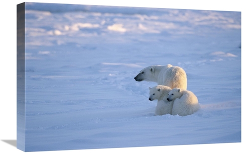 Global Gallery GCS-452501-1624-142 16 x 24 in. Polar Bear with Two Cub