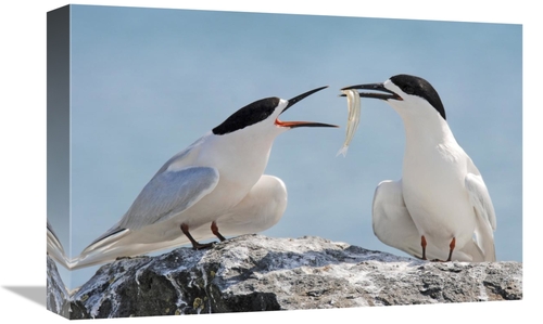 Global Gallery GCS-397474-1218-142 12 x 18 in. White-Fronted Tern,