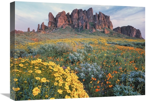 Global Gallery GCS-396990-1824-142 18 x 24 in. California Brittlebush 