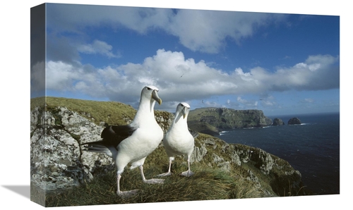 Global Gallery GCS-451608-1218-142 12 x 18 in. White-Capped Albatross 