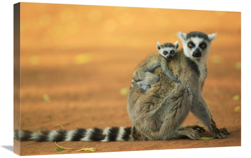 Global Gallery GCS-398122-2030-142 20 x 30 in. Ring-Tailed Lemur Mothe