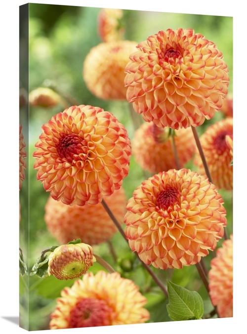 Global Gallery GCS-398347-2030-142 20 x 30 in. Dahlia Mirella Variety 