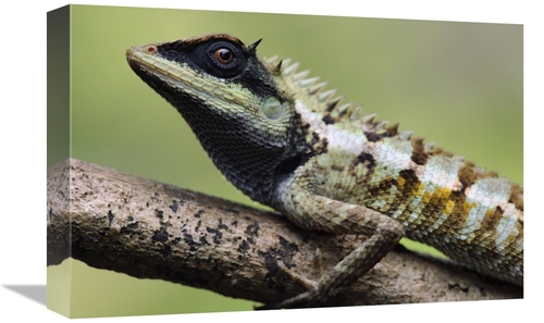 12 x 18 in. Forest Crested Agama Lizard, Krabi, Thailand Art P