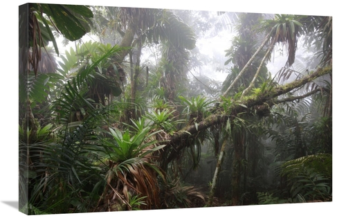 Global Gallery  20 x 30 in. Bromeliad & Tree Fern At 1600 Meters Altit