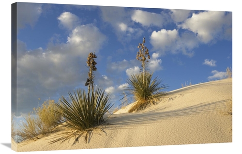 Global Gallery GCS-398523-2436-142 24 x 36 in. Soaptree Yucca Pair Gro