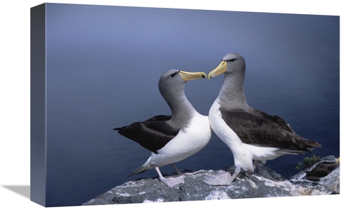 Global Gallery GCS-451778-1218-142 12 x 18 in. Chatham Albatross Court