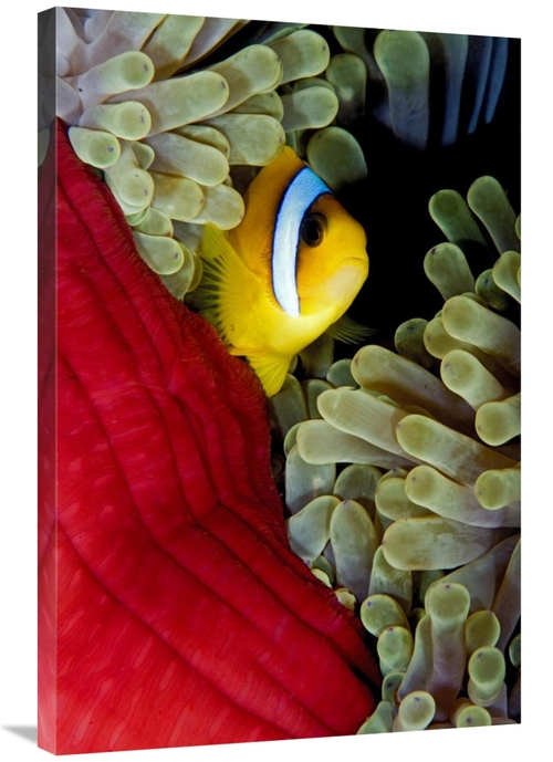 Global Gallery GCS-398225-2436-142 24 x 36 in. Red Sea Anemonefish Hid