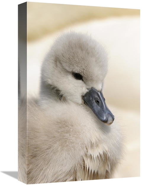 Global Gallery GCS-398174-1218-142 12 x 18 in. Mute Swan Cygnet, H